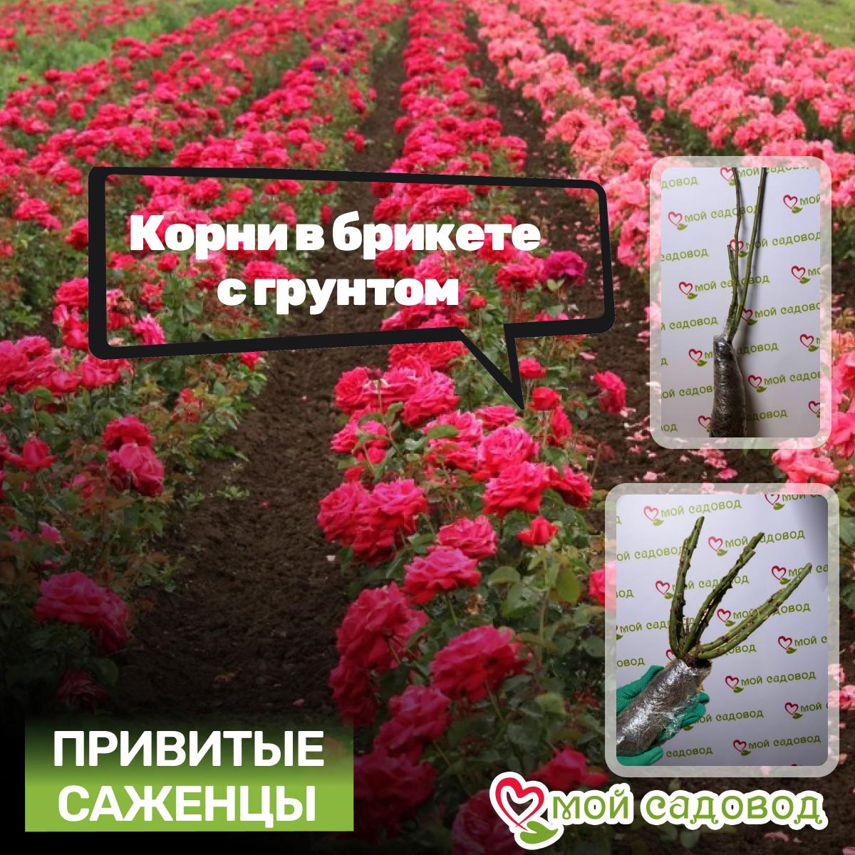 Роза чайно-гибридная Парадиз