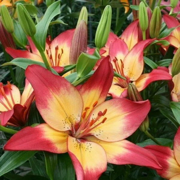 Лилия азиатская Хатстрингс