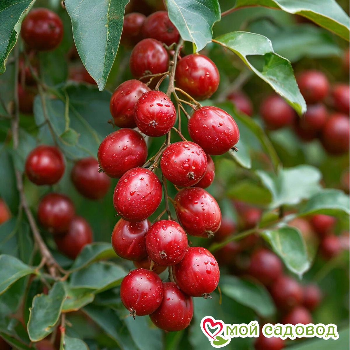 Зизифус Тань-Янь-Дзао