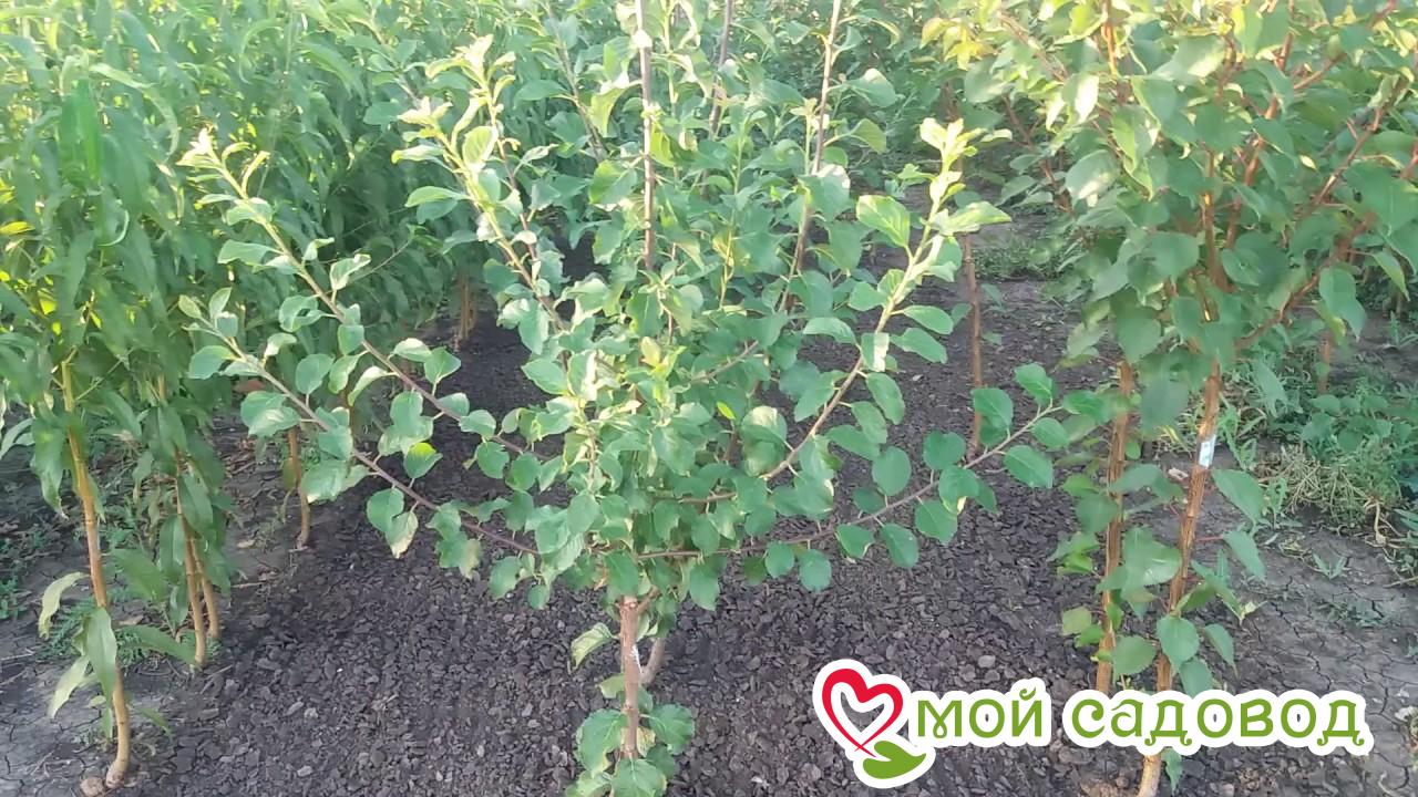 Слива Венгерский Эталон